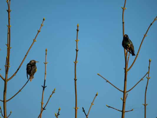 Vögel 0207035